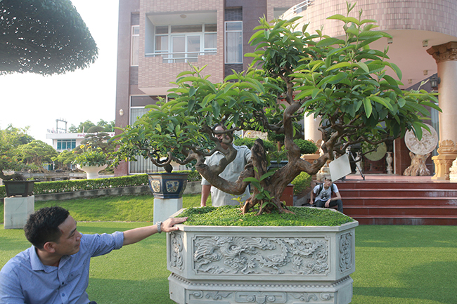 Một cây ổi dáng kỳ quái, được giới chơi cây cảnh đặt cho cái tên “Tể tướng Lưu gù”. Theo một số chuyên gia, cây có tuổi đời trên 100 năm
