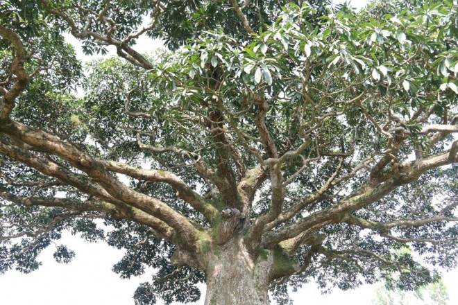 "Cụ" cây sống qua 10 thế kỷ ở làng Bình Đà có gì đặc biệt? - 5