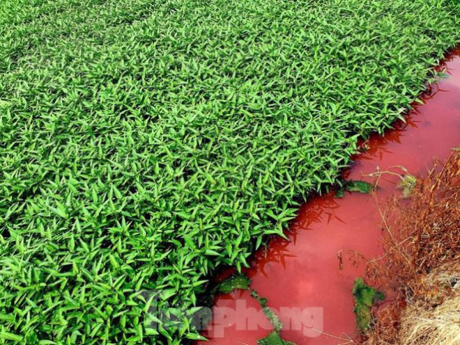 Con suối xuất hiện màu đỏ như máu ở Bình Dương - 5