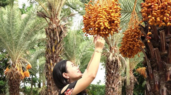 Clip: Bức xúc việc nữ du khách leo cây chà là rung cho trái rớt xuống - 2
