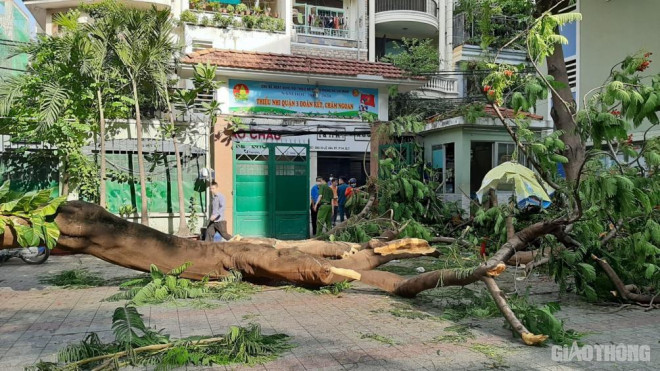 Học sinh bị cây phượng bật gốc đè tử vong ở sân trường, ai sẽ bồi thường? - 2