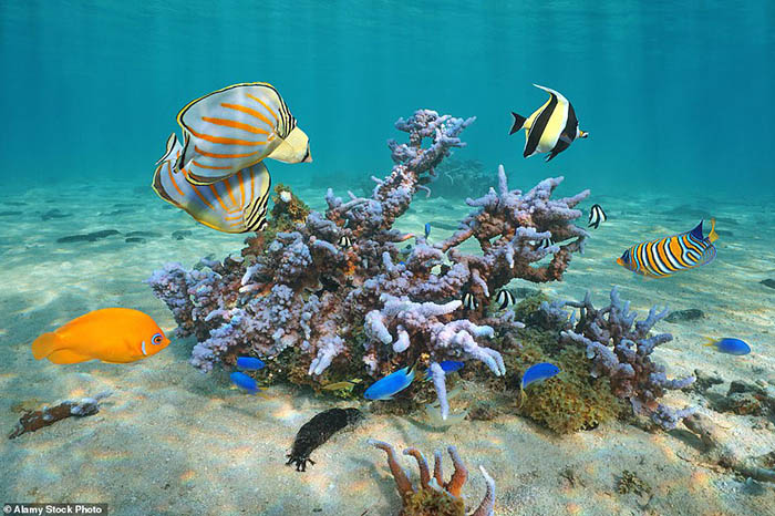 Những gì bạn chưa biết về quần đảo đẹp nhất thế giới này - 5