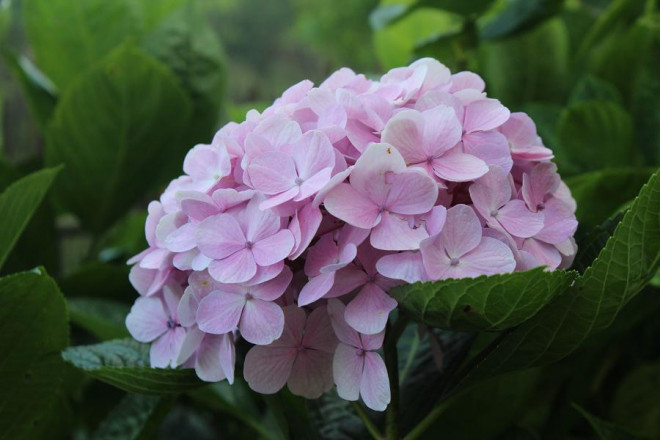 Có một Đà Lạt trên đỉnh Mẫu Sơn - 4