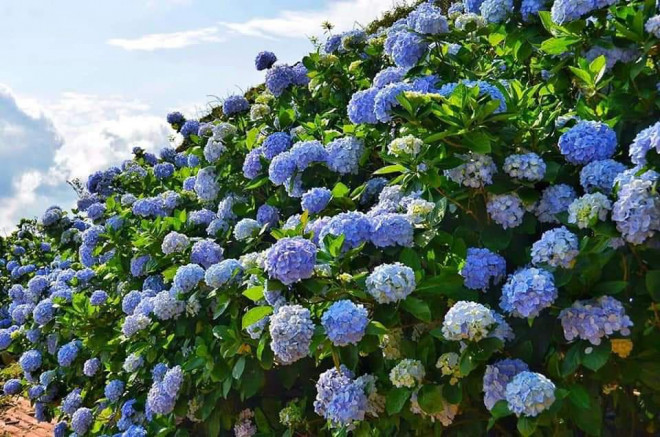 Có một Đà Lạt trên đỉnh Mẫu Sơn - 5