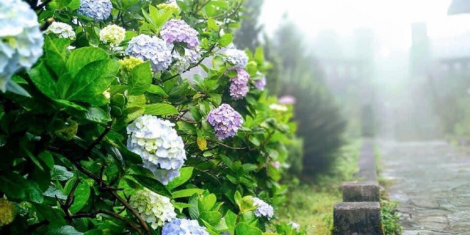 Có một Đà Lạt trên đỉnh Mẫu Sơn - 6