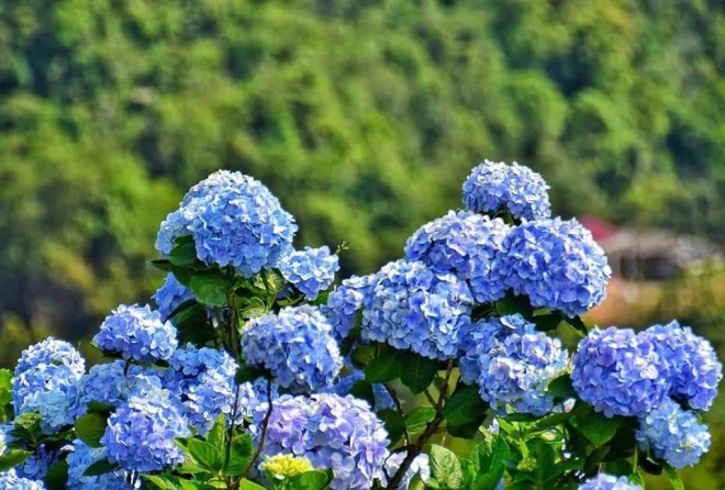 Có một Đà Lạt trên đỉnh Mẫu Sơn - 8