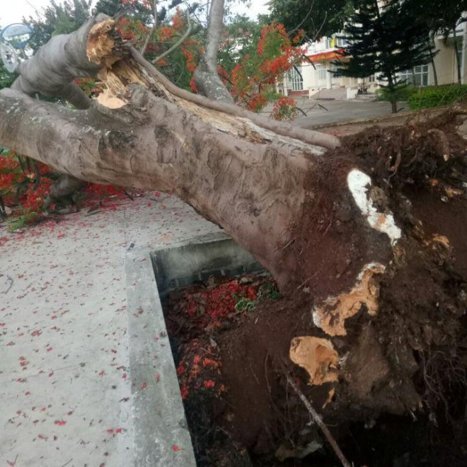 Thêm cây phượng vĩ cổ thụ trong trường học bật gốc trước giờ học sinh vào lớp - 2