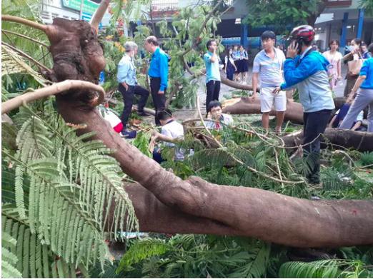 Bác sĩ thở phào khi 2 học sinh bị cây phượng bật gốc đè đã tỉnh sau phẫu thuật - 3