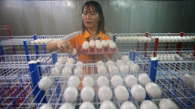 Du khách hết hồn khi tới trang trại cá sấu lớn nhất Thái Lan - 3