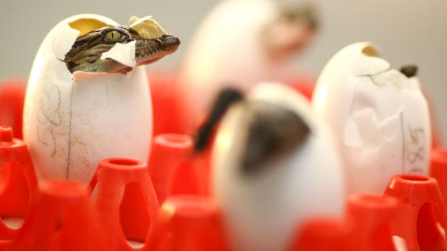 Du khách hết hồn khi tới trang trại cá sấu lớn nhất Thái Lan - 4