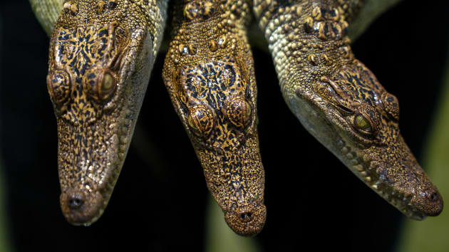 Du khách hết hồn khi tới trang trại cá sấu lớn nhất Thái Lan - 2