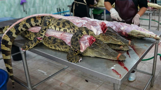 Du khách hết hồn khi tới trang trại cá sấu lớn nhất Thái Lan - 6