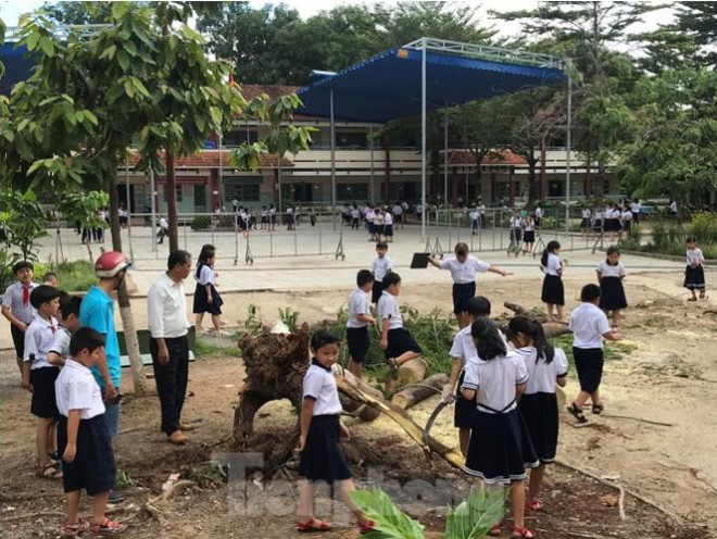 Thêm cây phượng bất ngờ bật gốc, trường tiểu học hú vía - 2