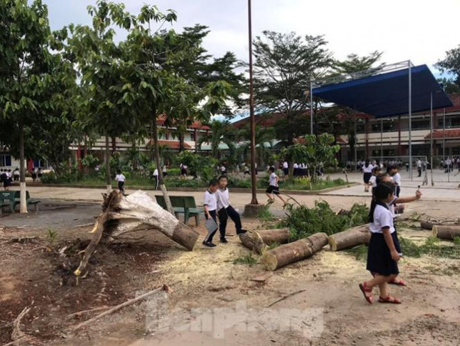 Thêm cây phượng bất ngờ bật gốc, trường tiểu học hú vía - 3