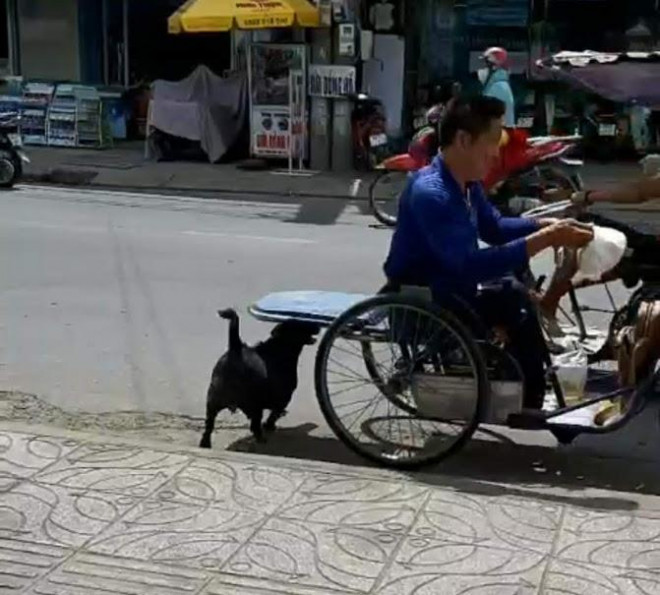 Clip: "Rụng tim" với chú chó xoáy Phú Quốc thay chủ tật nguyền xếp hàng nhận gạo - 3