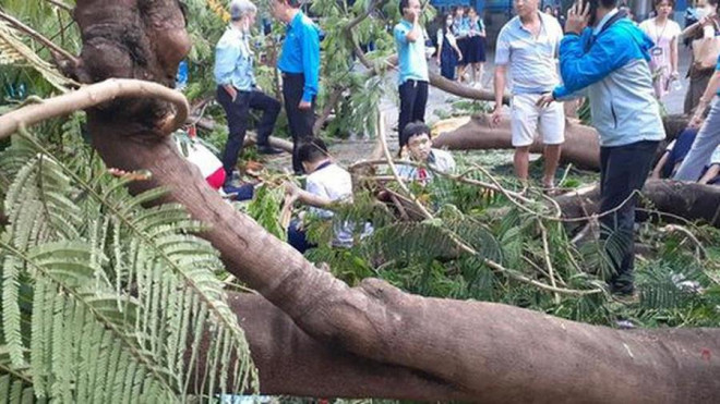 Thêm cây phượng bật gốc ở sân trường tiểu học tỉnh Đồng Nai - 3