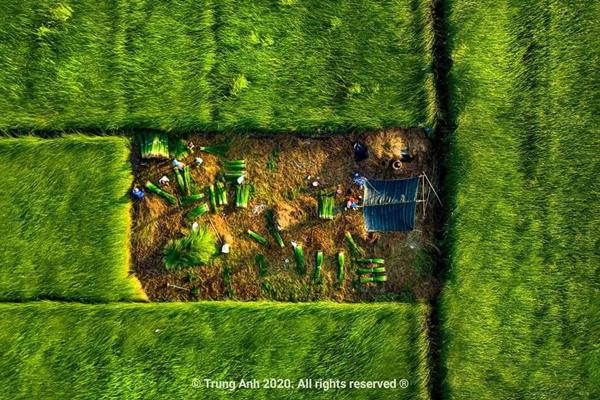 Vẻ đẹp siêu thực của cánh đồng cói Việt Nam - 2