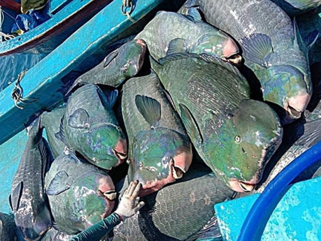 Tìm ra con tàu đánh cá đầu gù quý hiếm đưa lên Facebook - 2