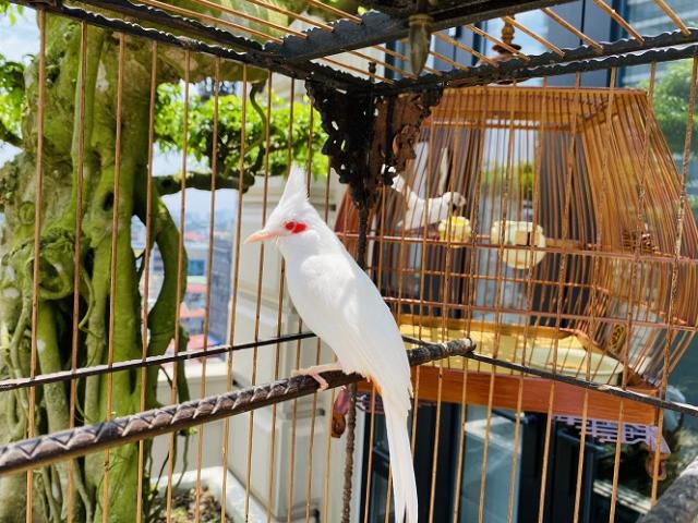 Siêu phẩm chim cảnh "cực độc” của đại gia Hà Nội, trả nửa tỷ một con cũng  không bán