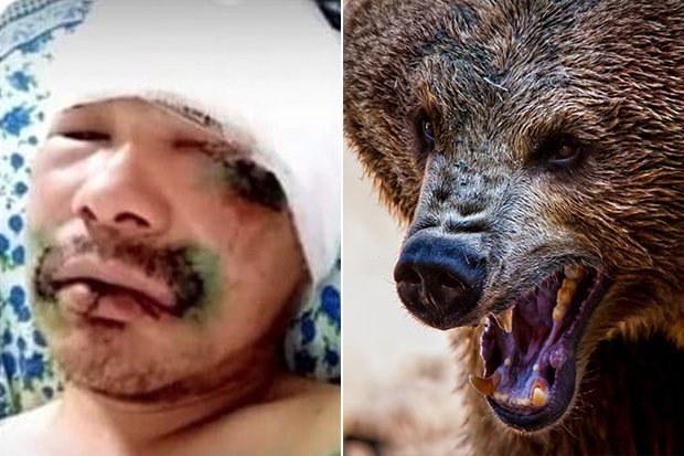 Nga: Bị gấu nâu 5 tạ tấn công, thợ săn nghĩ ra cách không ngờ để sống sót - 1