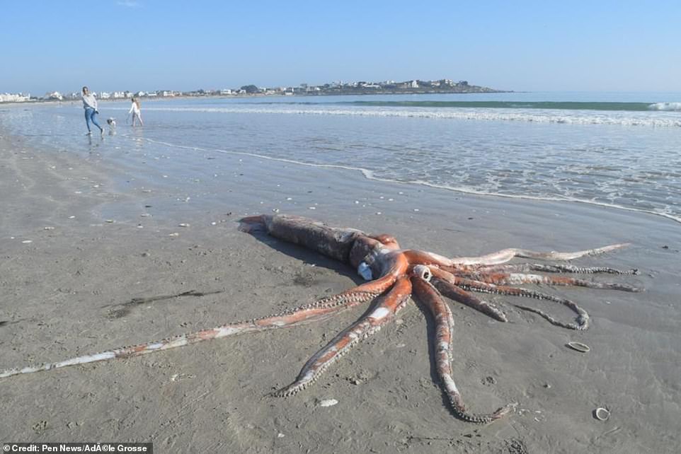 Video: Xác mực quái vật khổng lồ dài 4,3m, trôi dạt vào bờ biển Nam Phi