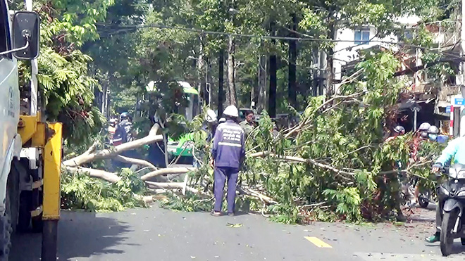 Vụ cây tét nhánh đè chết người ở Sài Gòn: Nhiều người thoát nạn trong “chớp mắt” - 3
