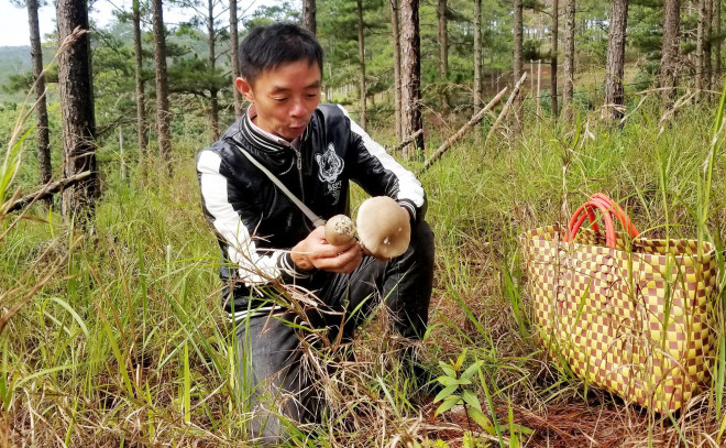 Kỳ thú săn nấm rừng thông Đà Lạt - 2