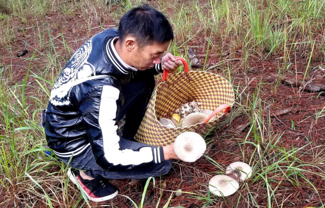 Kỳ thú săn nấm rừng thông Đà Lạt - 3