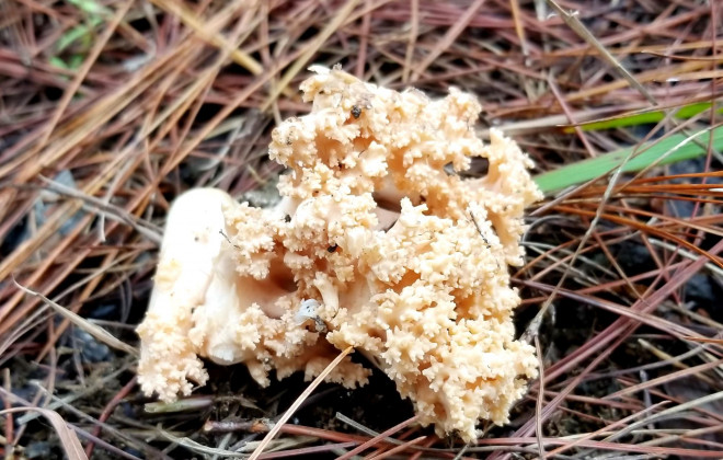 Kỳ thú săn nấm rừng thông Đà Lạt - 5