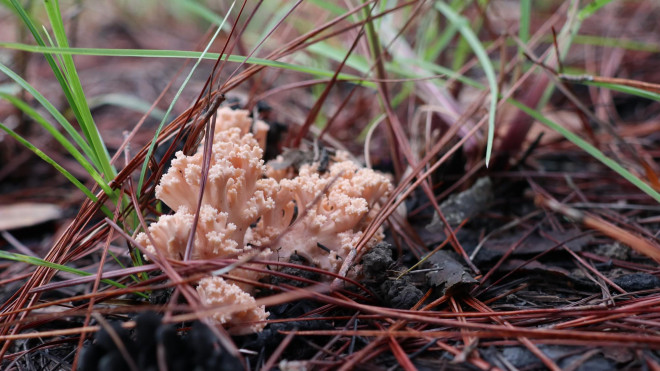 Kỳ thú săn nấm rừng thông Đà Lạt - 4