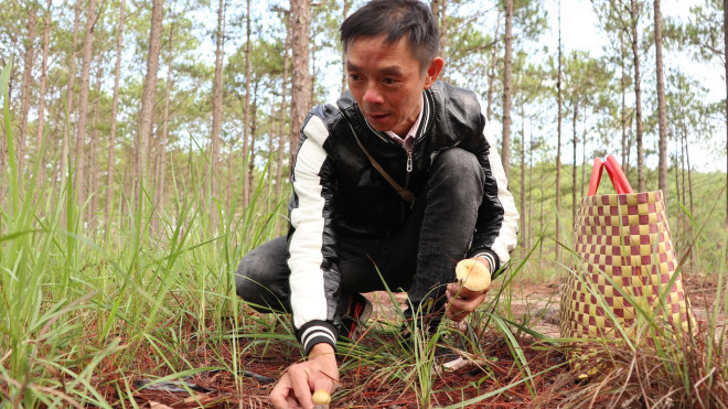 Kỳ thú săn nấm rừng thông Đà Lạt - 6