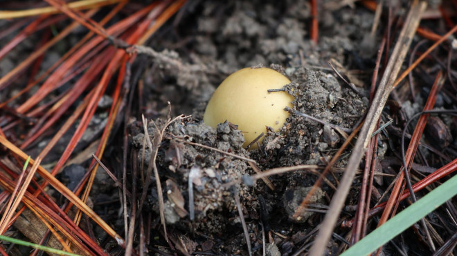 Kỳ thú săn nấm rừng thông Đà Lạt - 8