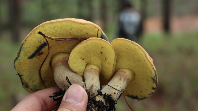 Kỳ thú săn nấm rừng thông Đà Lạt - 7