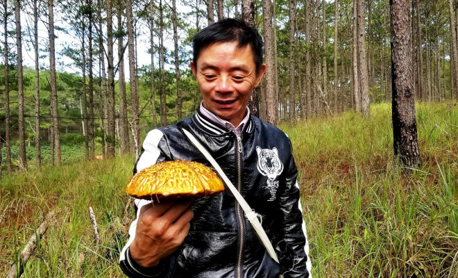 Kỳ thú săn nấm rừng thông Đà Lạt - 9