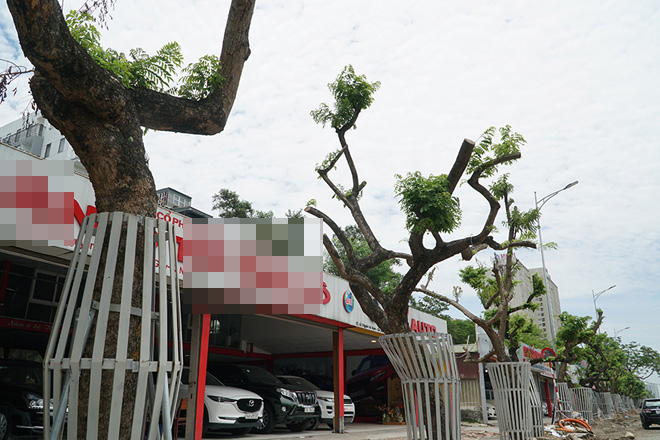 Hà Nội mặc “áo giáp sắt”, lắp camera bảo vệ hàng cây quý có giá đắt đỏ - 11