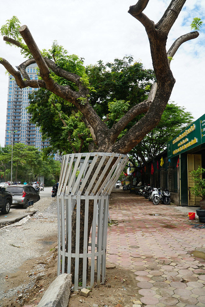 Hà Nội mặc “áo giáp sắt”, lắp camera bảo vệ hàng cây quý có giá đắt đỏ - 5
