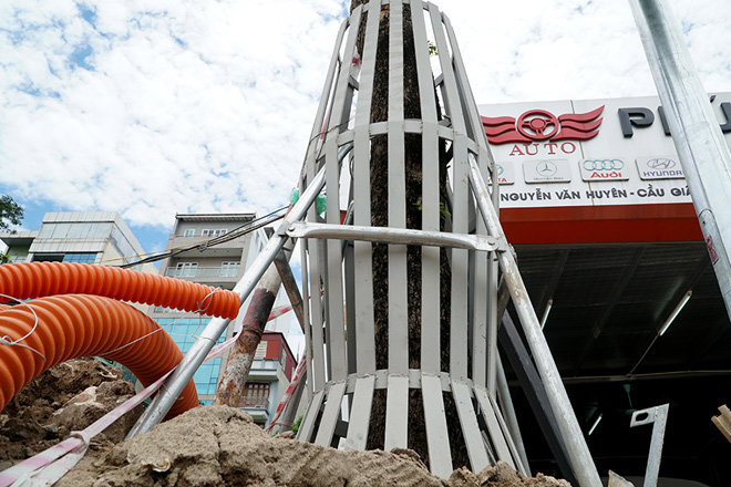 Hà Nội mặc “áo giáp sắt”, lắp camera bảo vệ hàng cây quý có giá đắt đỏ - 8