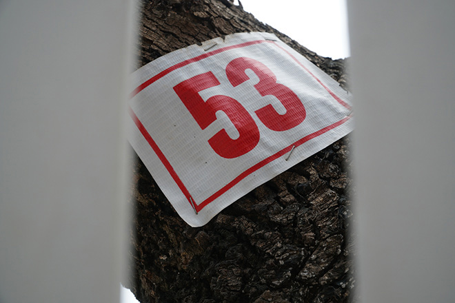 Hà Nội mặc “áo giáp sắt”, lắp camera bảo vệ hàng cây quý có giá đắt đỏ - 9