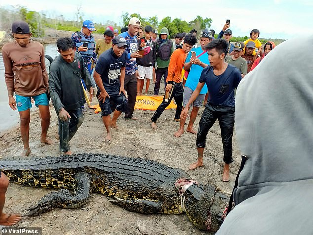 Indonesia: Phát hiện thương tâm khi mổ bụng cá sấu &#34;khủng&#34; dài gần 6 mét - 1