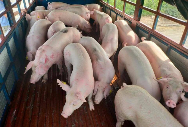 500 con lợn sống đầu tiên được nhập khẩu từ Thái Lan đã về Việt Nam - 1