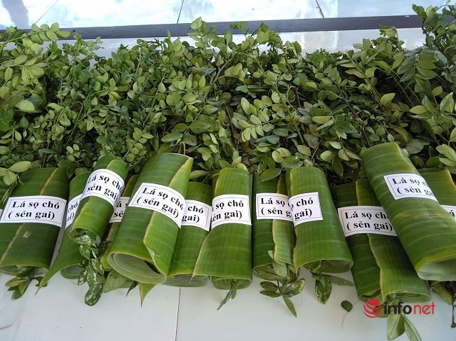 9X 'biến' cây mọc hoang thành đặc sản, bán gần triệu đồng mỗi kg - 4