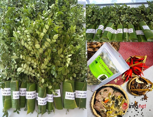 9X 'biến' cây mọc hoang thành đặc sản, bán gần triệu đồng mỗi kg - 5