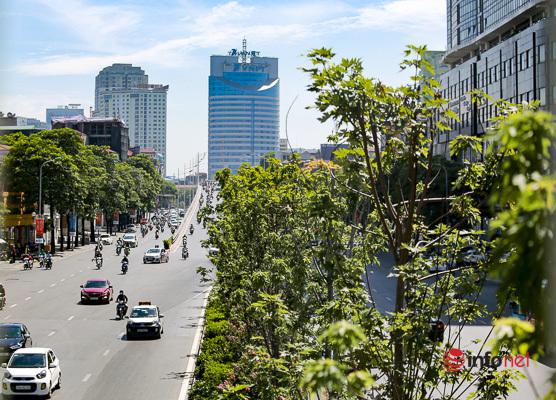 Hà Nội: Hàng phong trổ lá xanh tươi giữa hè nắng gắt - 1