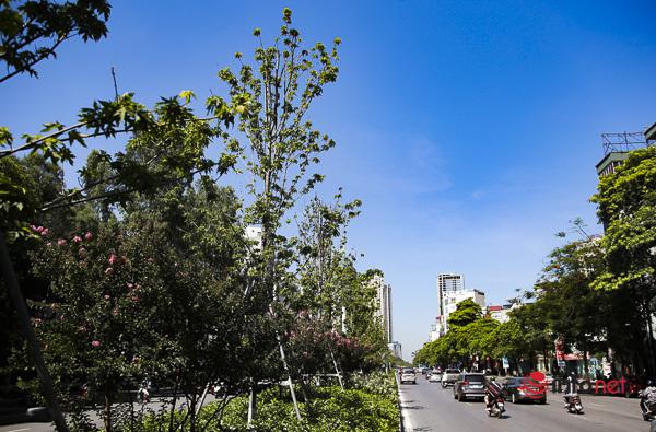 Hà Nội: Hàng phong trổ lá xanh tươi giữa hè nắng gắt - 11