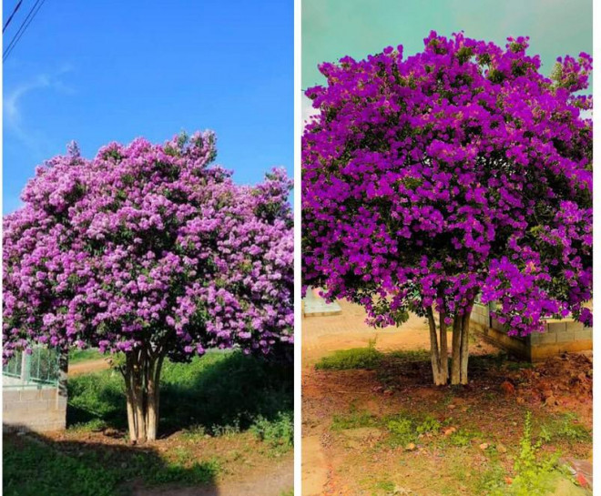 Cây bằng lăng tím khổng lồ thu hút giới trẻ đến chụp hình - 2