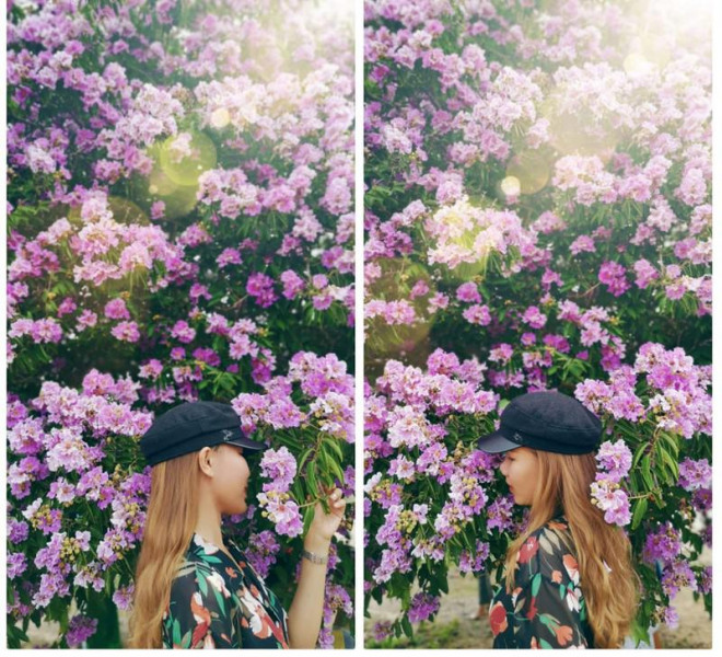 Cây bằng lăng tím khổng lồ thu hút giới trẻ đến chụp hình - 3