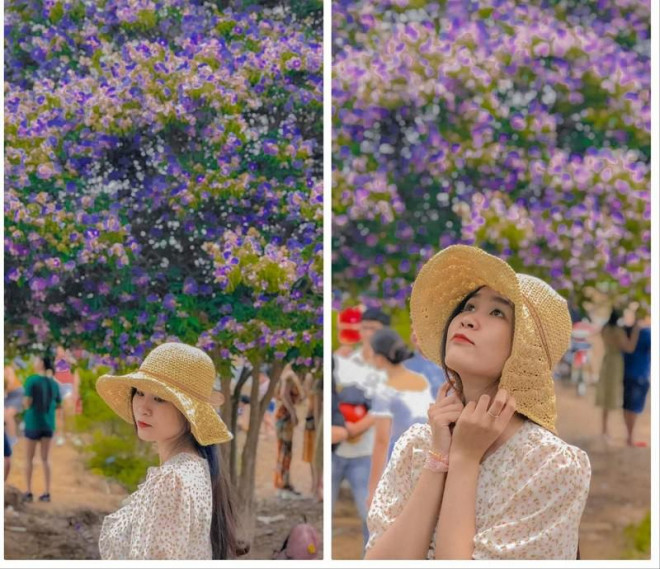 Cây bằng lăng tím khổng lồ thu hút giới trẻ đến chụp hình - 5