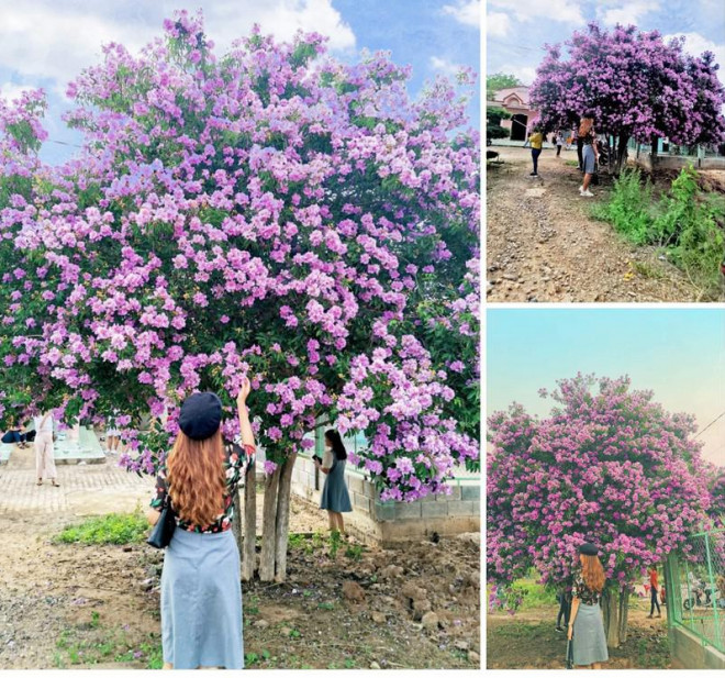 Cây bằng lăng tím khổng lồ thu hút giới trẻ đến chụp hình - 4