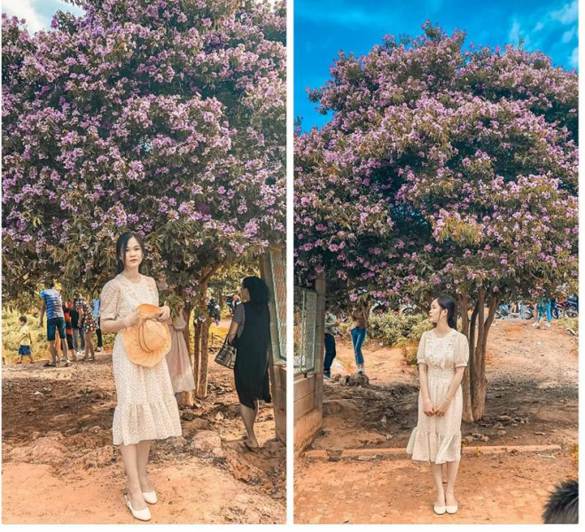 Cây bằng lăng tím khổng lồ thu hút giới trẻ đến chụp hình - 6