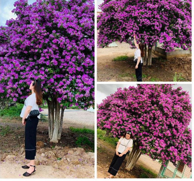 Cây bằng lăng tím khổng lồ thu hút giới trẻ đến chụp hình - 7